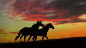 426975__horses-in-the-sunset_p